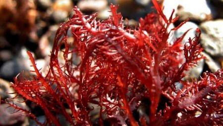 Стоковые фотографии по запросу Красная водоросль